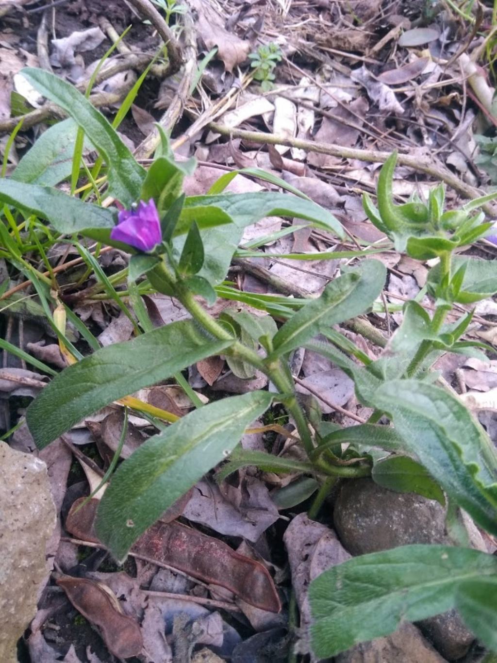 echium vulgare?